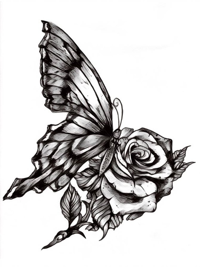 Butterfly On Rose Drawing At Explore Collection Of