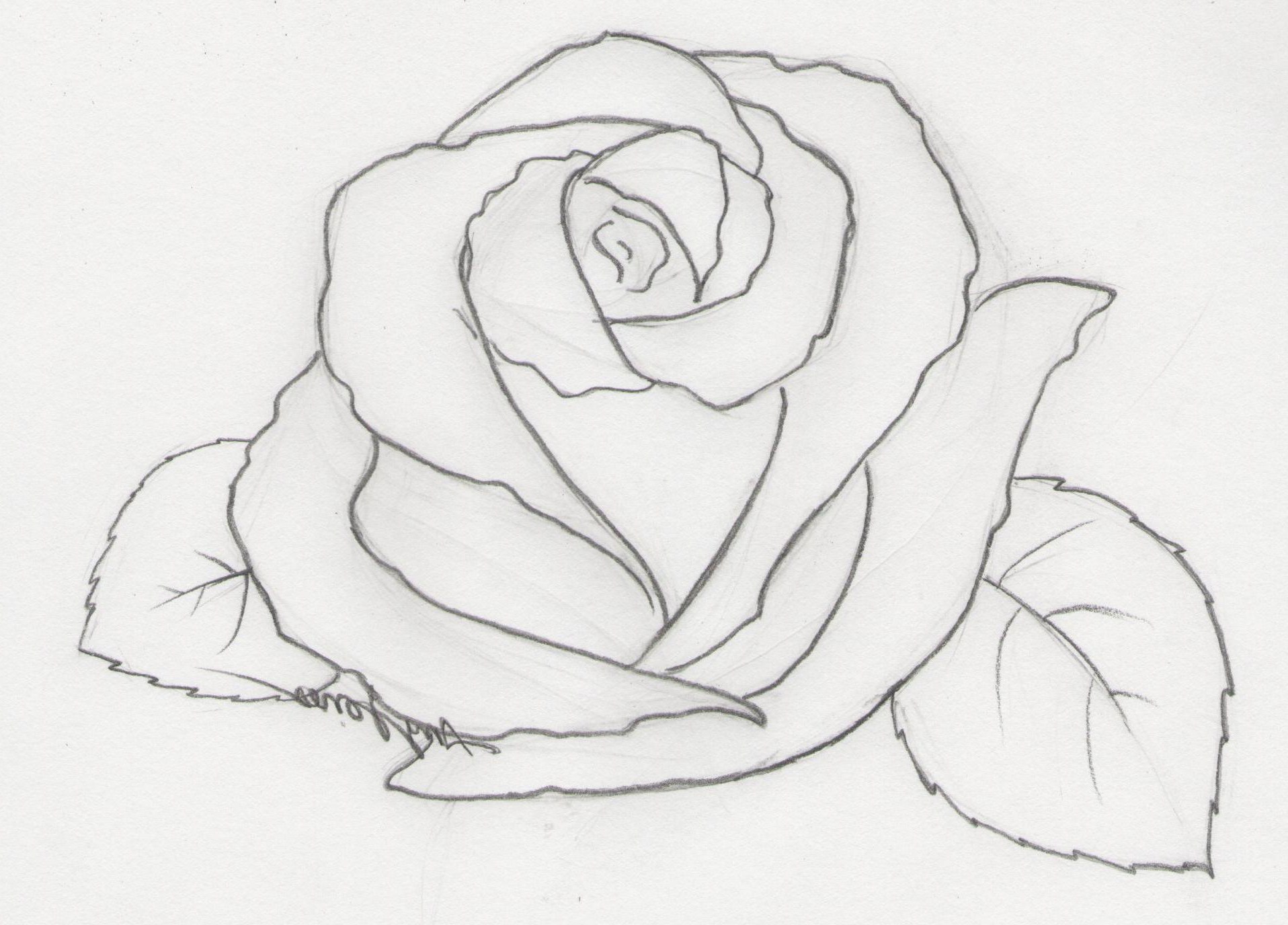 Butterfly On Rose Drawing at PaintingValley.com | Explore collection of ...