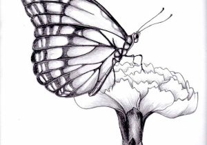 300x210 A Rose Flower Butter Fly - Butterfly On Rose Drawing