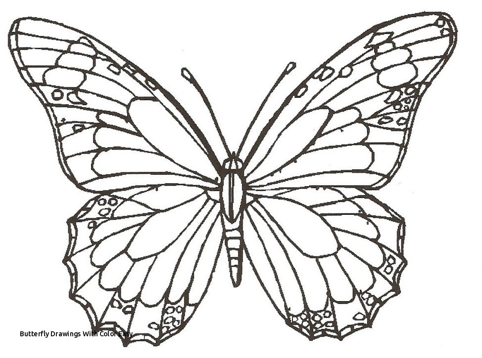 974x725 Butterfly Drawings - Butterfly Pics Drawing