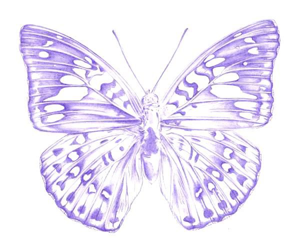 600x504 How To Draw A Butterfly - Butterfly Pics Drawing