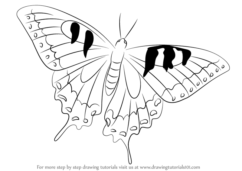 800x566 Learn How To Draw A Swallowtail Butterfly - Butterfly Pics Drawing