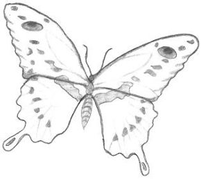 290x259 Simple Butterfly Drawings - Butterfly Pics Drawing
