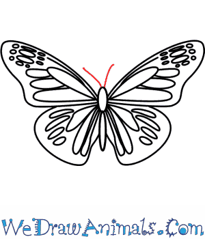 300x350 How To Draw A Butterfly - Butterfly Pictures Drawing