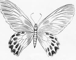 250x198 Butterfly Tattoo Drawing - Butterfly Tattoo Drawing