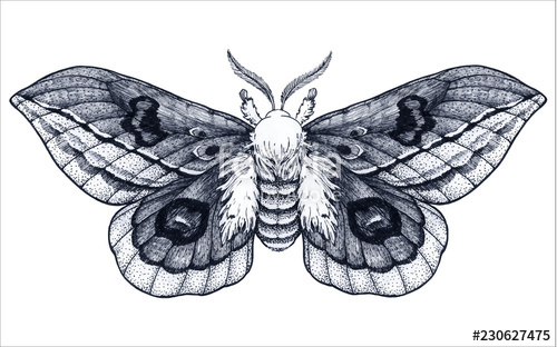 500x312 hand drawn butterfly tattoo dotwork tattoo beautiful moth - Butterfly Tattoo Drawing