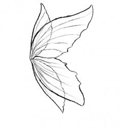 Butterfly Wings Drawing At Paintingvalley Com Explore