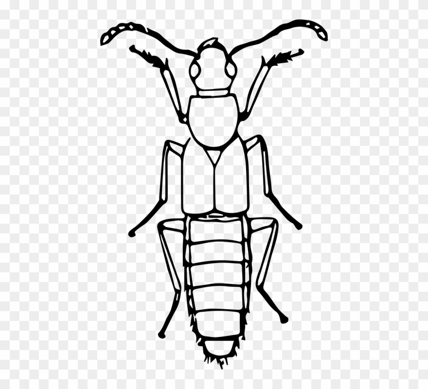 880x800 Black And White Ladybug Clipart Buy Clip Art - Buy Drawings