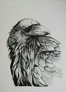 214x300 Buy Animal Bird Drawings Illustration - Buy Drawings