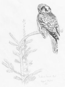 224x300 Buy Face Animals, Birds, Fish, Drawings Illustration - Buy Drawings