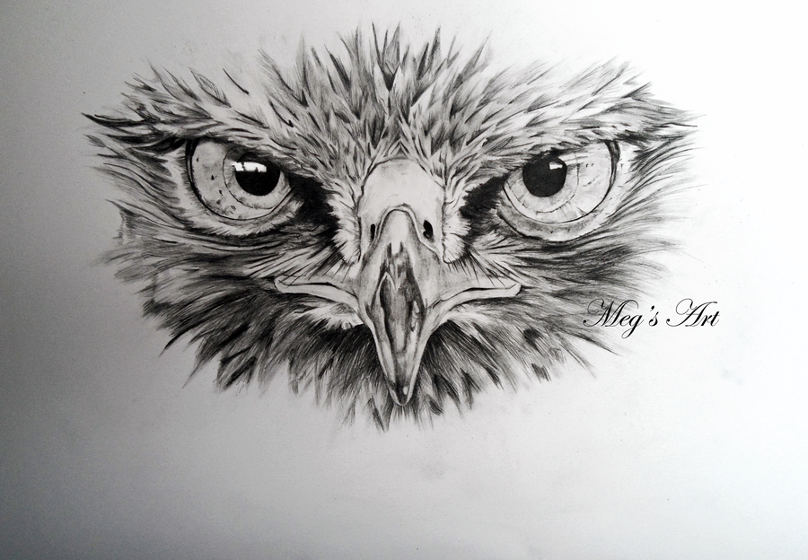 900x624 Buzzard Face Drawing - Buzzard Drawing