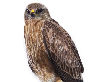 340x270 Buzzard Drawing Etsy - Buzzard Drawing