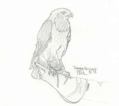 498x445 Buzzard Drawing Rc Day - Buzzard Drawing