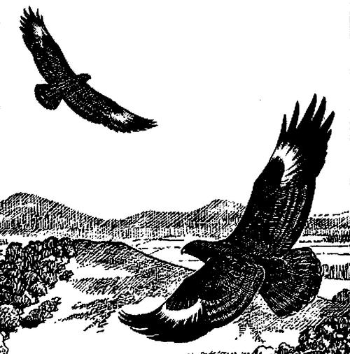 500x507 Buzzard Stories - Buzzard Drawing