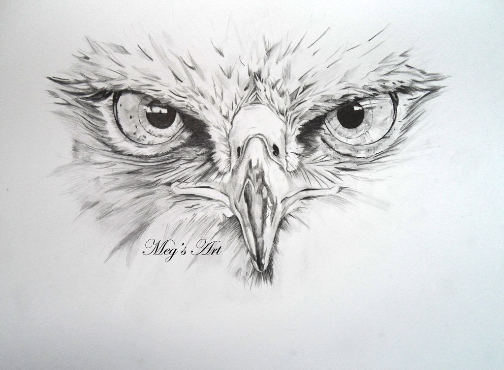 1024x753 Common Buzzard - Buzzard Drawing