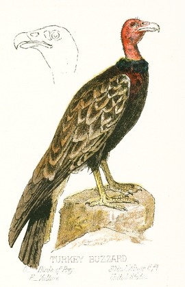 270x419 Copyright Free Turkey Buzzard Drawing - Buzzard Drawing