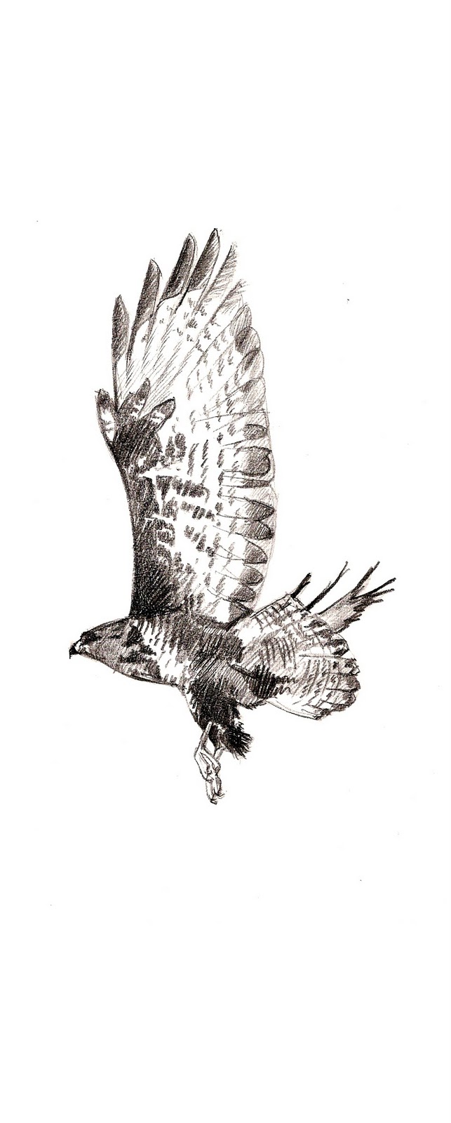 643x1600 Drawing From Experience Buzzard - Buzzard Drawing