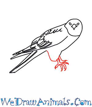 300x350 How To Draw A Common Buzzard - Buzzard Drawing