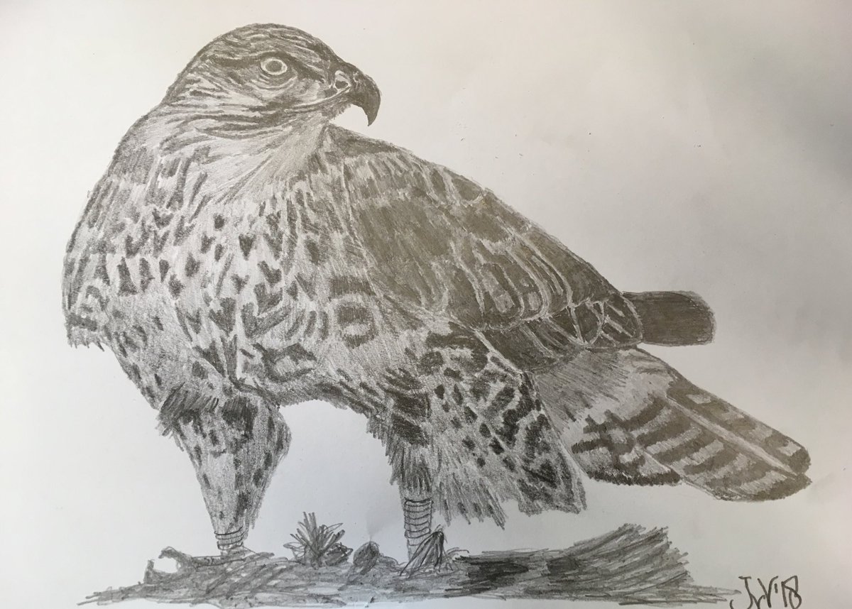 1200x858 John Van Veen On Twitter - Buzzard Drawing