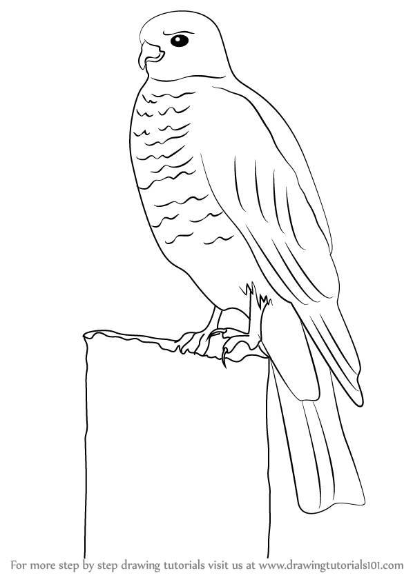 598x844 Learn How To Draw A Buzzard - Buzzard Drawing