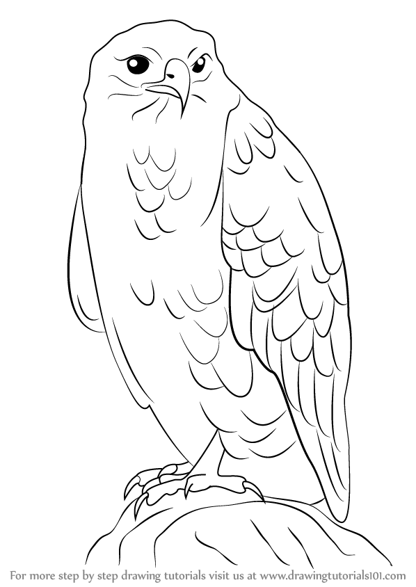 598x844 Learn How To Draw A Common Buzzard - Buzzard Drawing