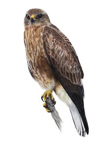 211x300 Original Pastel Drawing Common Buzzard Bird Ebay - Buzzard Drawing