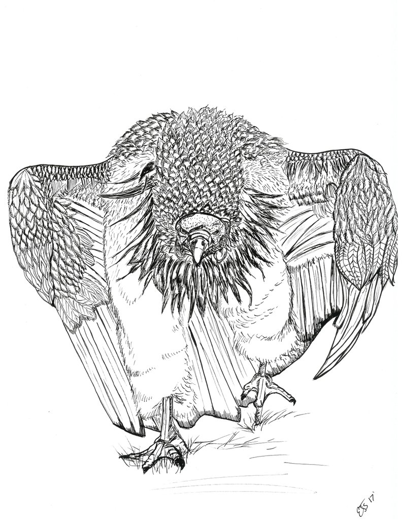 794x1035 on a mission buzzard etsy - Buzzard Drawing