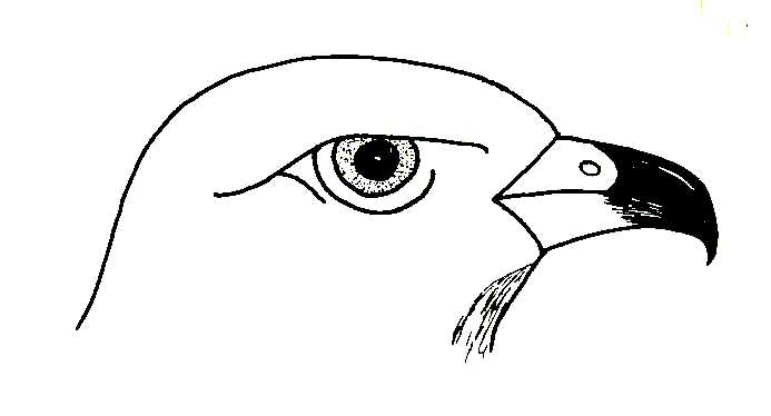 693x374 Biological Drawings Bird Beaks Buzzard Birds - Buzzard Drawing