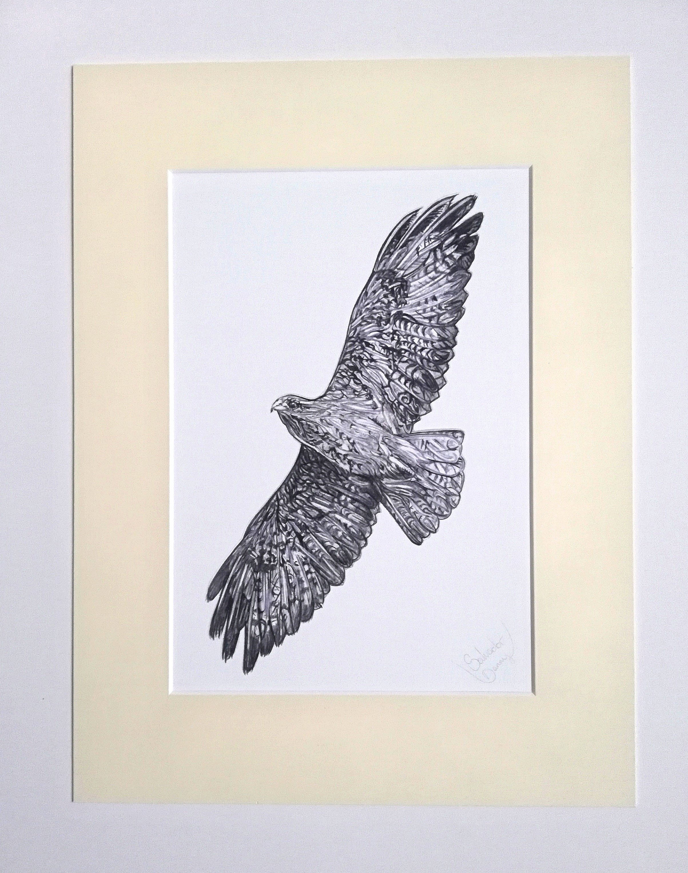 Buzzard Drawing at PaintingValley.com | Explore collection of Buzzard ...