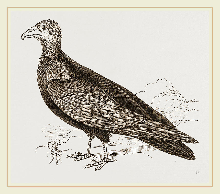 900x793 Turkey Buzzard Drawing - Buzzard Drawing