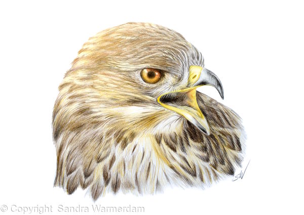 600x425 Buzzard, Drawing - Buzzard Drawing