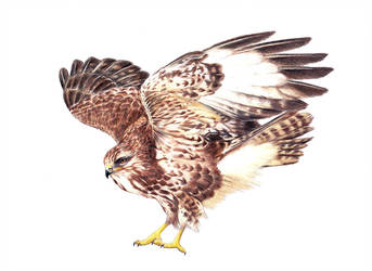 343x250 Buzzard - Buzzard Drawing