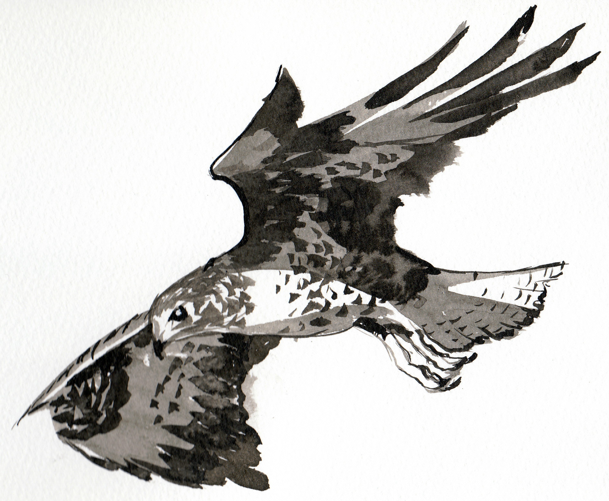 1986x1634 Buzzard Kestrelart - Buzzard Drawing