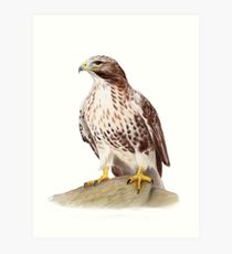 210x230 Buzzard Drawing Art Prints Redbubble - Buzzard Drawing