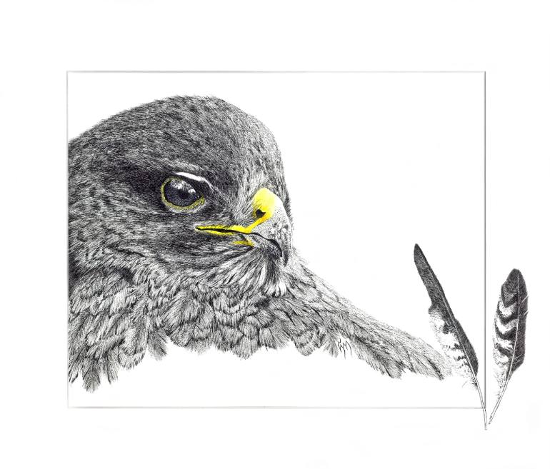 770x657 Buzzard Drawing - Buzzard Drawing