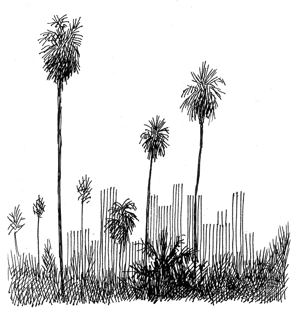 1000x1061 Bampw Drawings Martin Kingdom - Bw Drawing