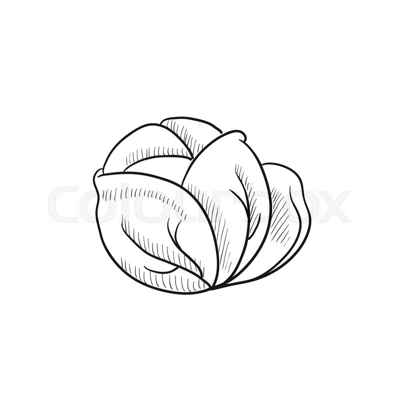 800x800 Cabbage Vector Sketch Icon Isolated On Stock Vector Colourbox - Cabbage Drawing