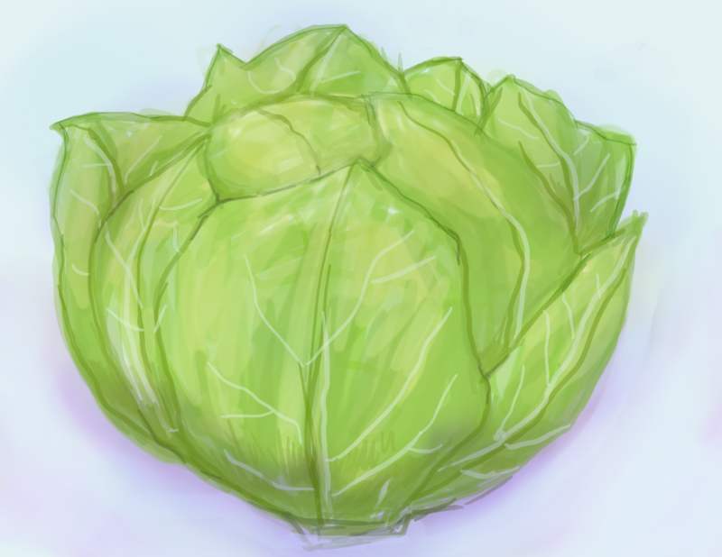 Cabbage Drawing at Explore collection of Cabbage