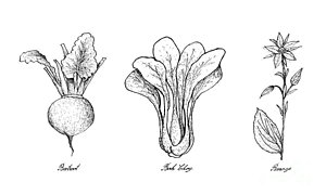 300x180 Chinese Cabbage Drawings Fine Art America - Cabbage Drawing