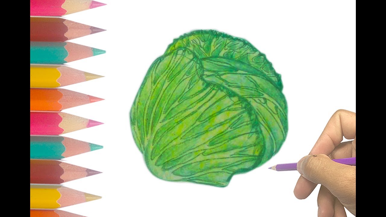 Cabbage Drawing at Explore collection of Cabbage