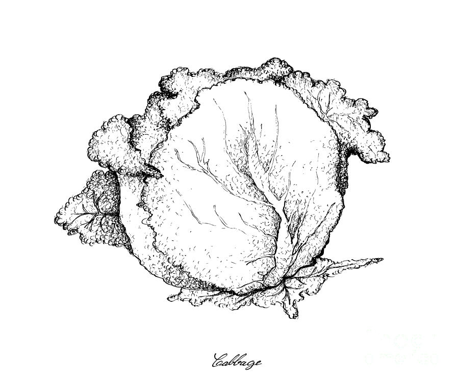 900x749 Hand Drawn Of Cabbage On A White Background Drawing - Cabbage Drawing