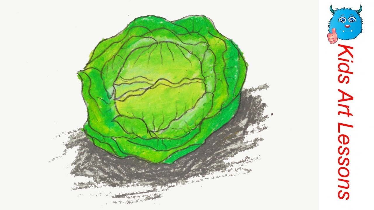 1280x720 How To Draw A Cabbage Easy Step - Cabbage Drawing