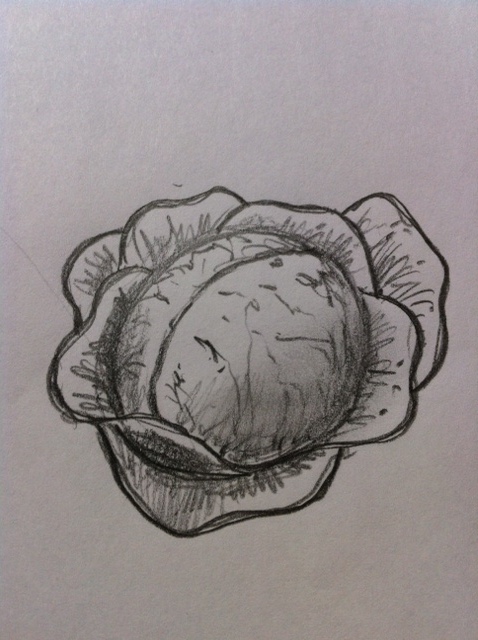 478x640 How To Draw A Cabbage Feltmagnet - Cabbage Drawing