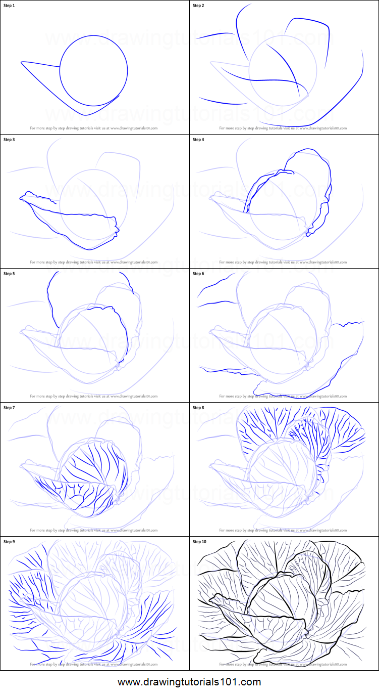 751x1376 How To Draw A Cabbage Printable Step - Cabbage Drawing