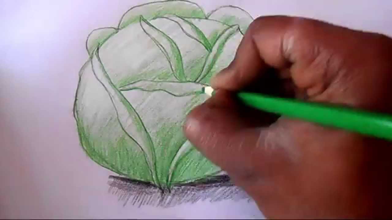1280x720 How To Draw Cabbage Step - Cabbage Drawing