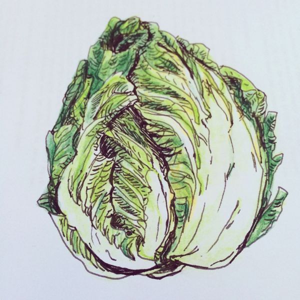 Cabbage Drawing at Explore collection of Cabbage