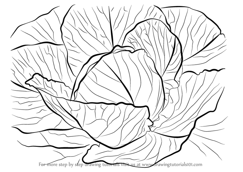 800x567 Learn How To Draw A Cabbage - Cabbage Drawing