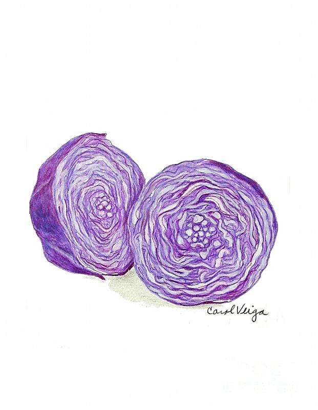 621x800 Red Cabbage Drawing - Cabbage Drawing