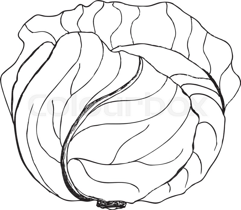 Капуста картинка для детей раскраска