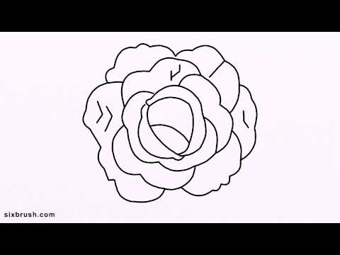 480x360 K How To Draw Cabbage For Kids Step - Cabbage Drawing